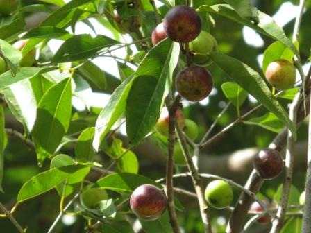 camucamu
