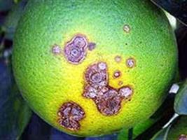 laranja_Cancrocitrico-(g)