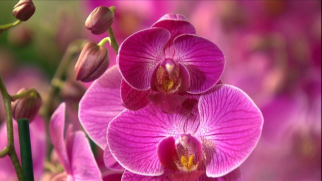 orquideas
