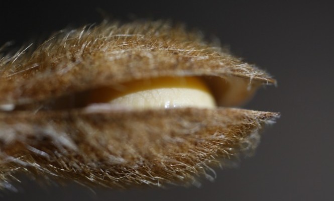 pib