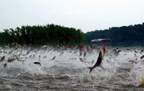 piracema