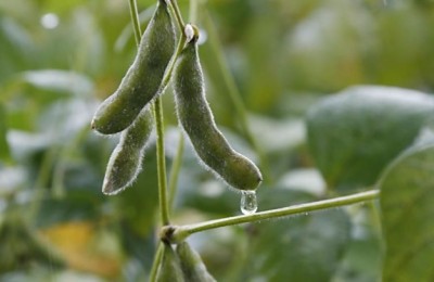 plantio soja eua