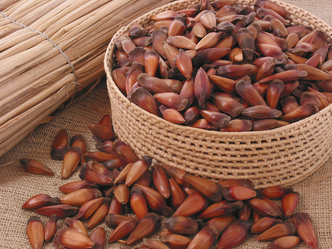 brazilian pine seeds