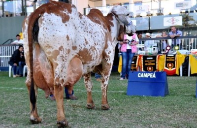 topico_41874_www-agron-com-br_6524_megaleite-2015-ja-tem-data-definida