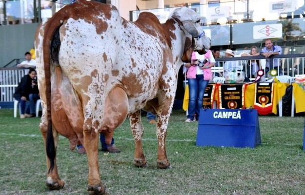 topico_41874_www-agron-com-br_6524_megaleite-2015-ja-tem-data-definida