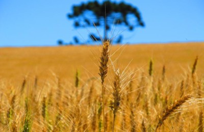 trigo-melhorado-embrapa-e-fepagro