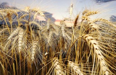 trigo-pais-WEB