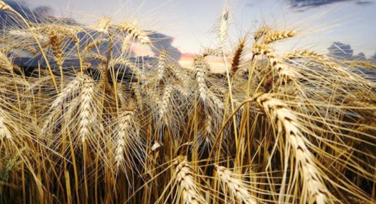 trigo-pais-WEB