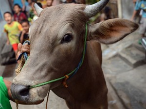 vaca (1)