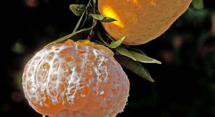 vergamota