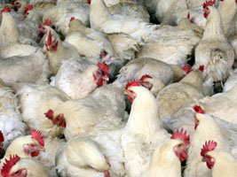 A chicken farm on the outskirts of Shanghai, China