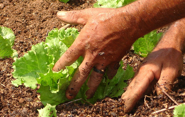 Agricultura-orgânica-e-sustentável1