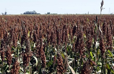 Sorgo-665x407