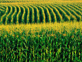 crops in the heartland