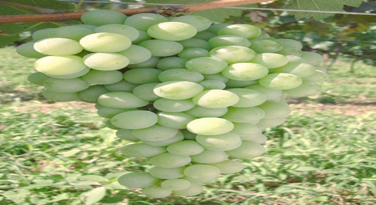 foto-uva-web