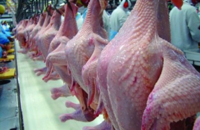 frango de corte
