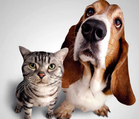 z-nomes-cachorro-e-gato1