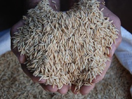 00ARROZ_06