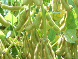 00soja07 vazio