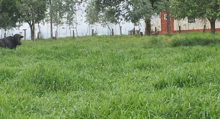 6252-fazenda