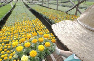 FLORES-WEB