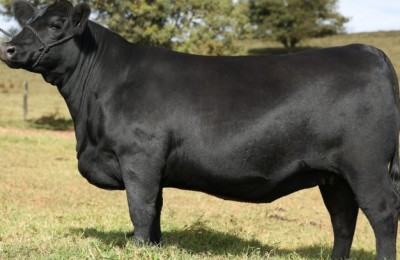 Touro-2-665x407