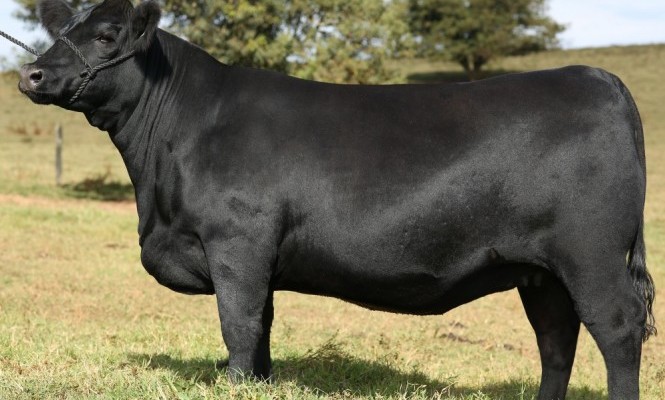 Touro-2-665x407