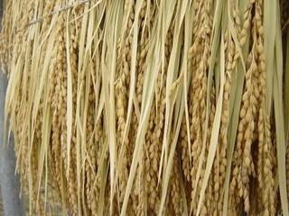 arroz