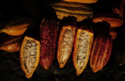 cacau