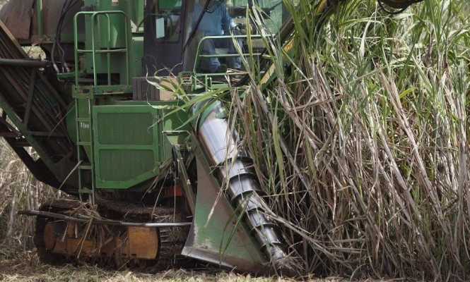 cana colheita safra7