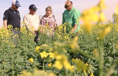 foto-canola-turma-Löser-web