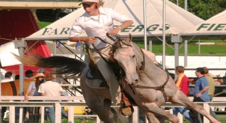 foto-cavalo-árabe-web