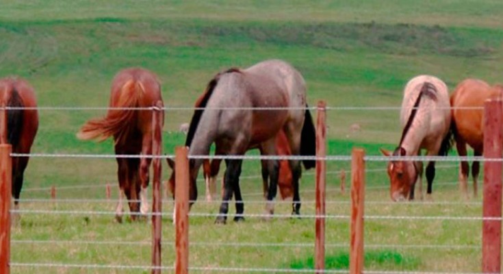 foto-equino-web