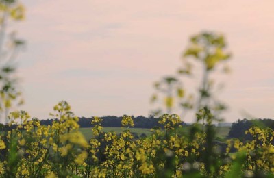 foto-lavoura-de-canola-4-web