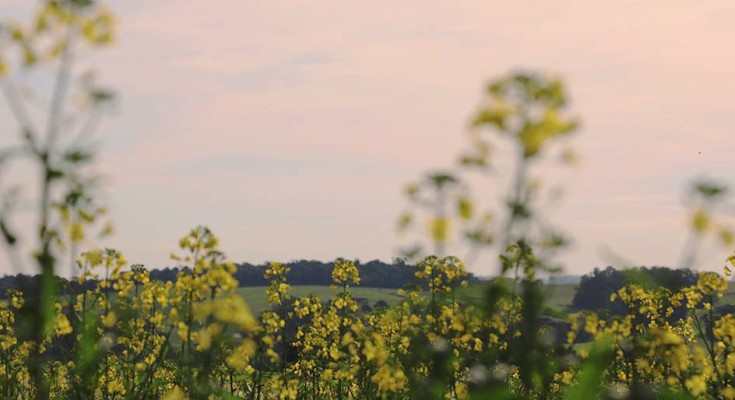 foto-lavoura-de-canola-4-web
