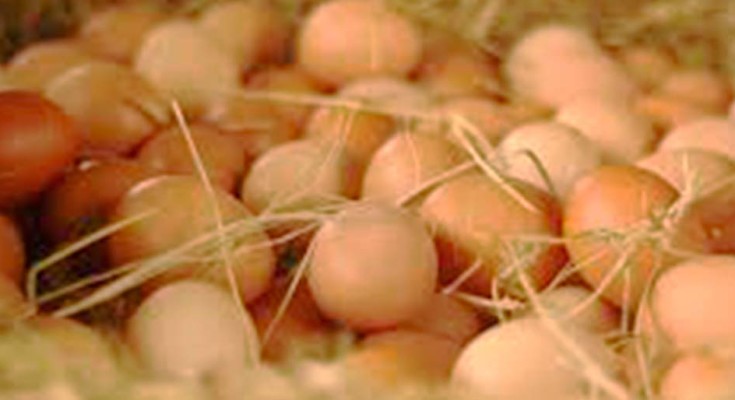 foto-ovos-web