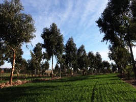 plano