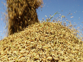 00ARROZ_11