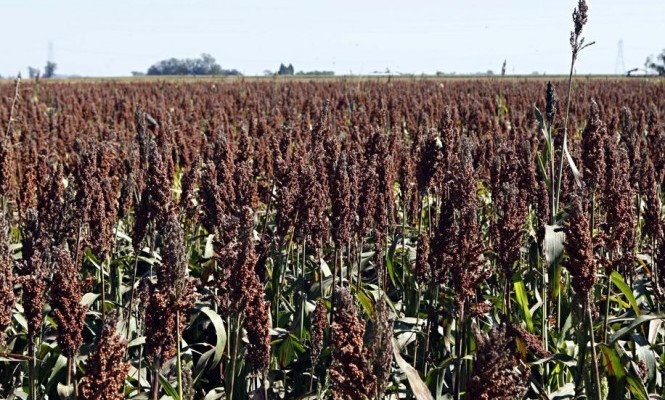 Sorgo-665x407