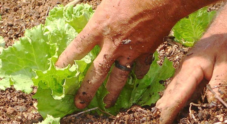 agricultura-familiar-web