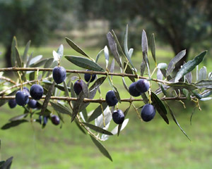 apoios_olivicultura_03