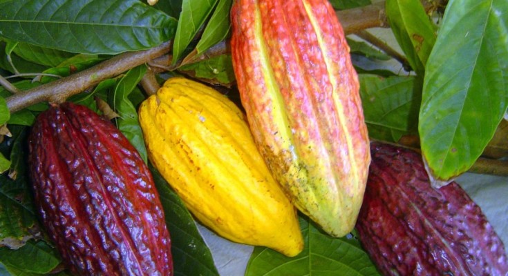 cacau-2-1024x768