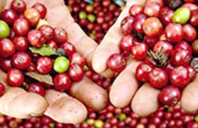 cafe-´poibnt-web