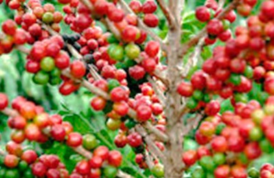 café-web