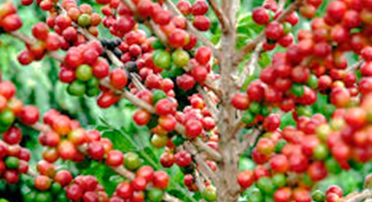 café-web