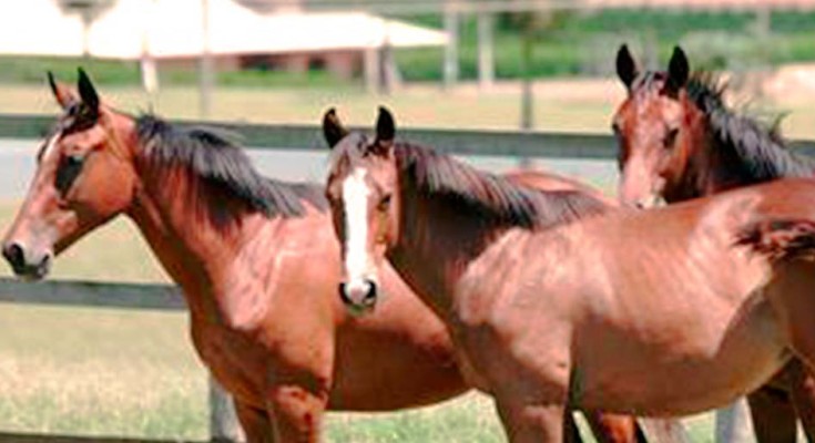 equinos-web