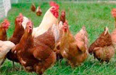 foto-frango-caipira-web