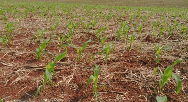 foto-milho-plantado-web
