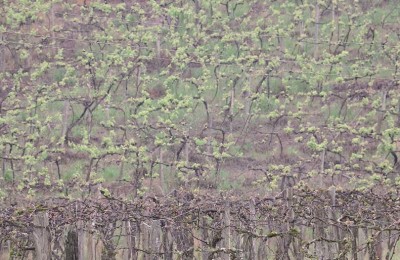 foto-parreiral-geada-2web