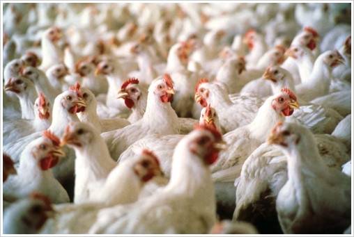 frango-de-corte
